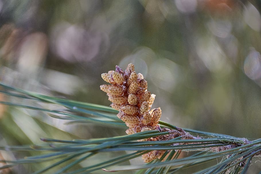 pine, outbreak, needles, forest, conifer, plant, pinaceae, close-up HD wallpaper