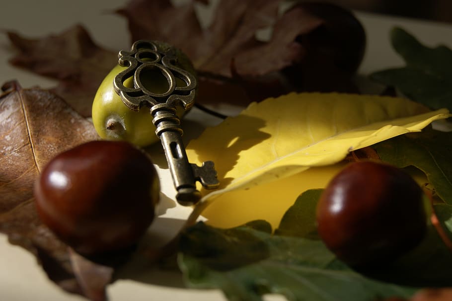 key, chestnut, chestnuts, leaf, foliage, autumn, in the fall HD wallpaper