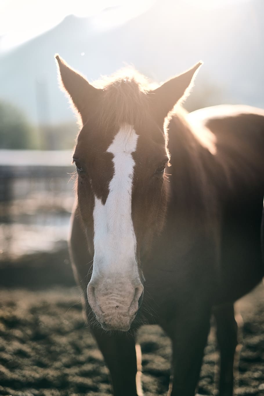 brown horse, united states, phoenix, south mountain park, animal HD wallpaper