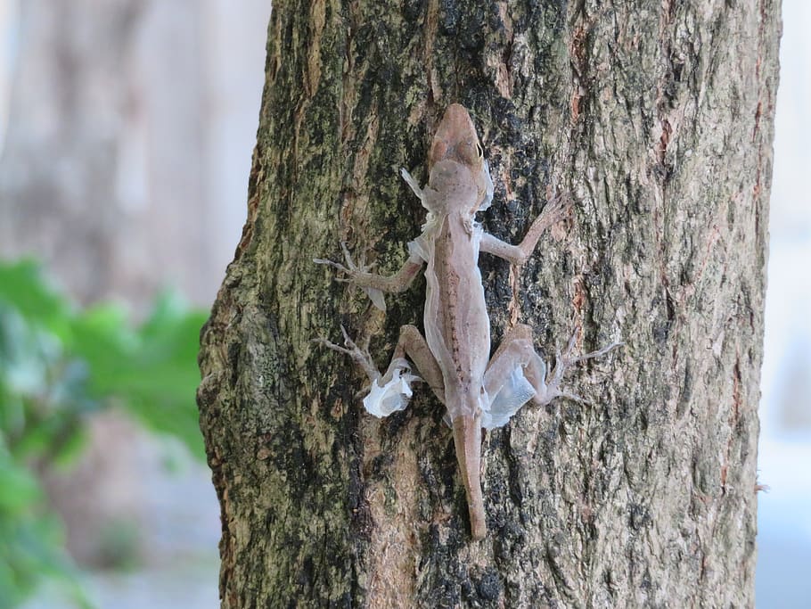 lizard, shedding, reptile, trunk, tree trunk, plant, no people HD wallpaper