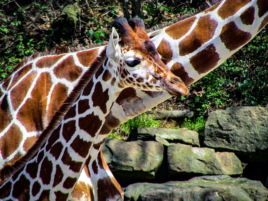 two giraffes, animal, animal wildlife, animal themes, animals in the wild HD wallpaper