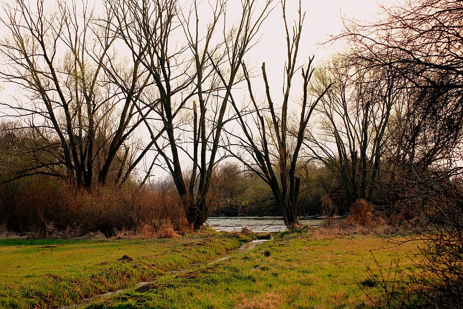 pond, meadow, spring, landscape, nature, bare trees, spacer HD wallpaper