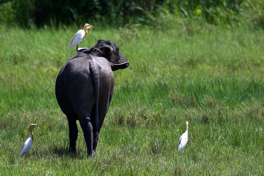 thailand, animal themes, vertebrate, animal wildlife, animals in the wild HD wallpaper