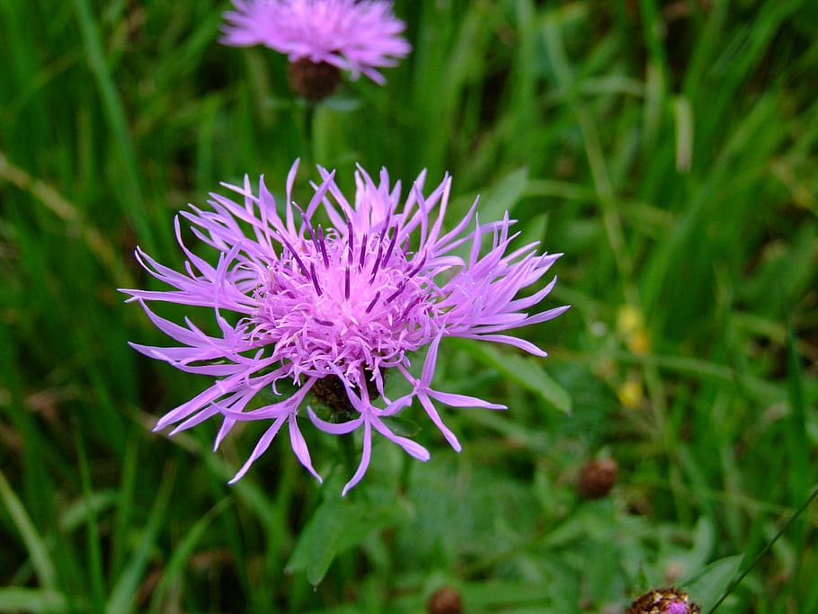 flower, grass, meadow, flowering plant, beauty in nature, fragility HD wallpaper