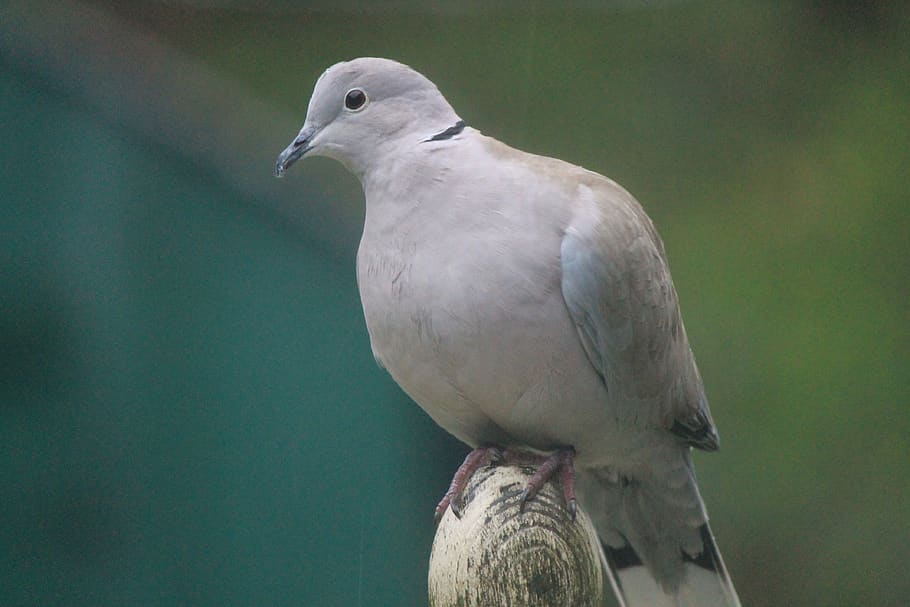 pigeon, dove, collared dove, nature, animal, bird, feathers, HD wallpaper