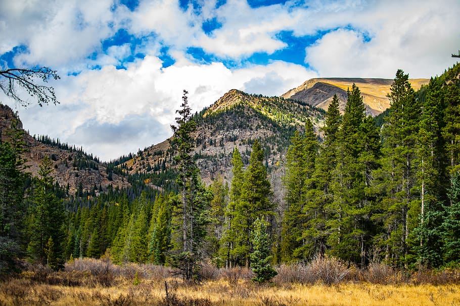 trees, forest, mountains, pine, sky, ridge, summit, field, meadow HD wallpaper