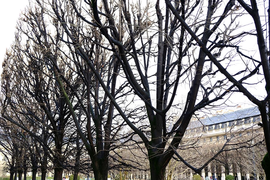 Public branch. Королевский сад с деревьями.