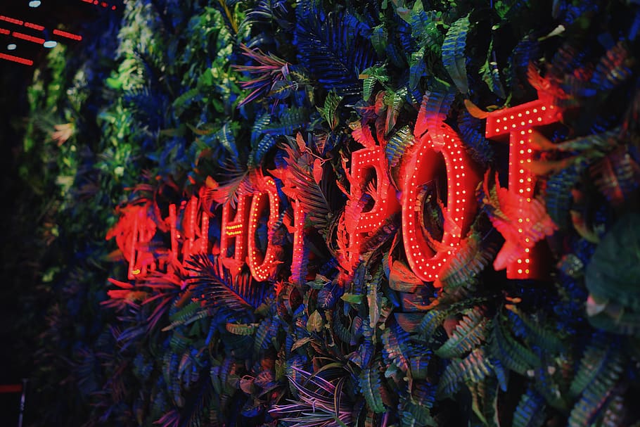 china, suzhou, hanging, no people, red, abundance, chili pepper HD wallpaper