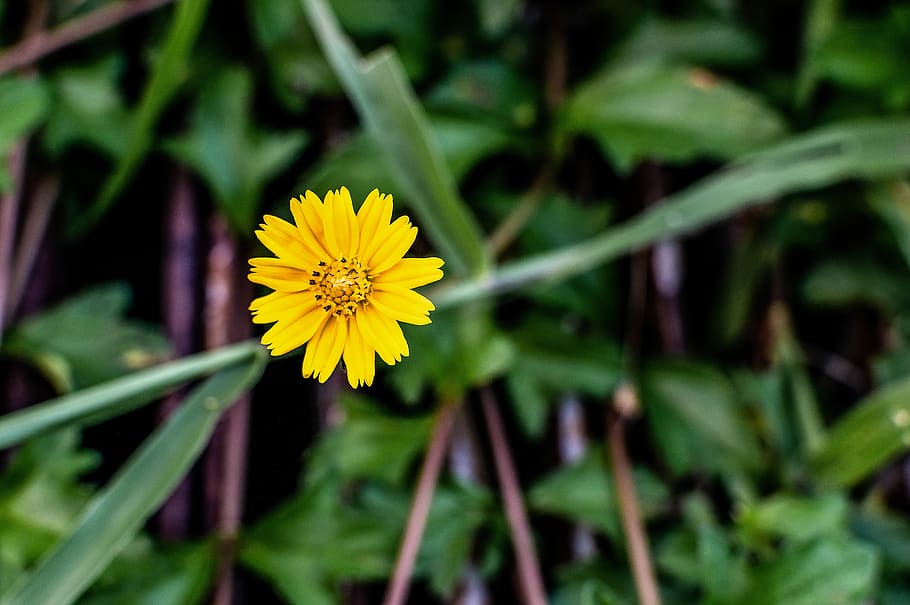 yellow, flower, grass, spring, background, summer, field, green HD wallpaper