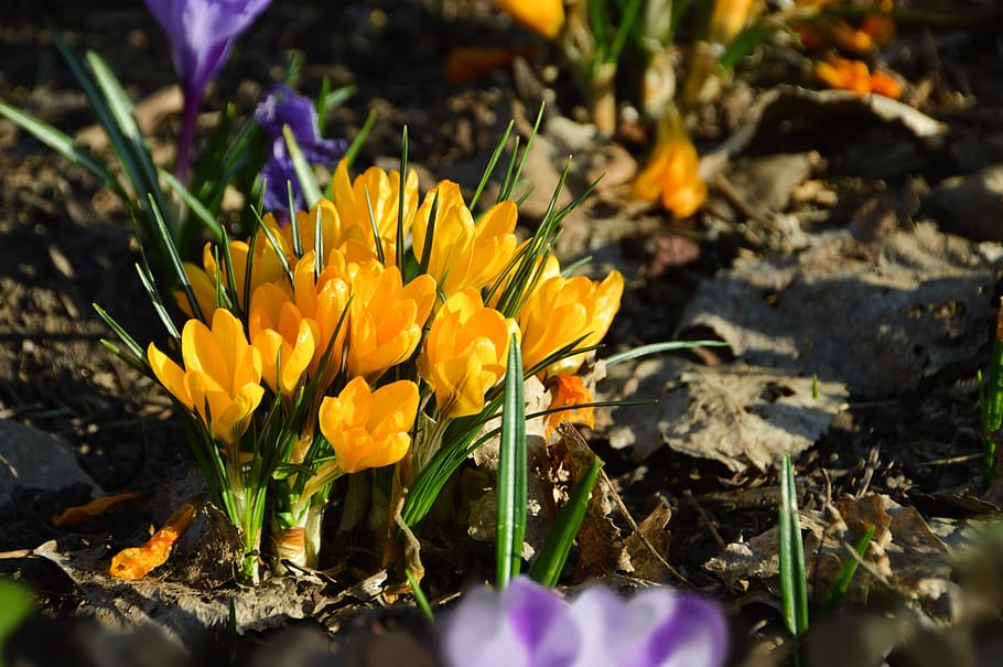 flower, crocus, spring, nature, plants, garden, colorful, petals HD wallpaper