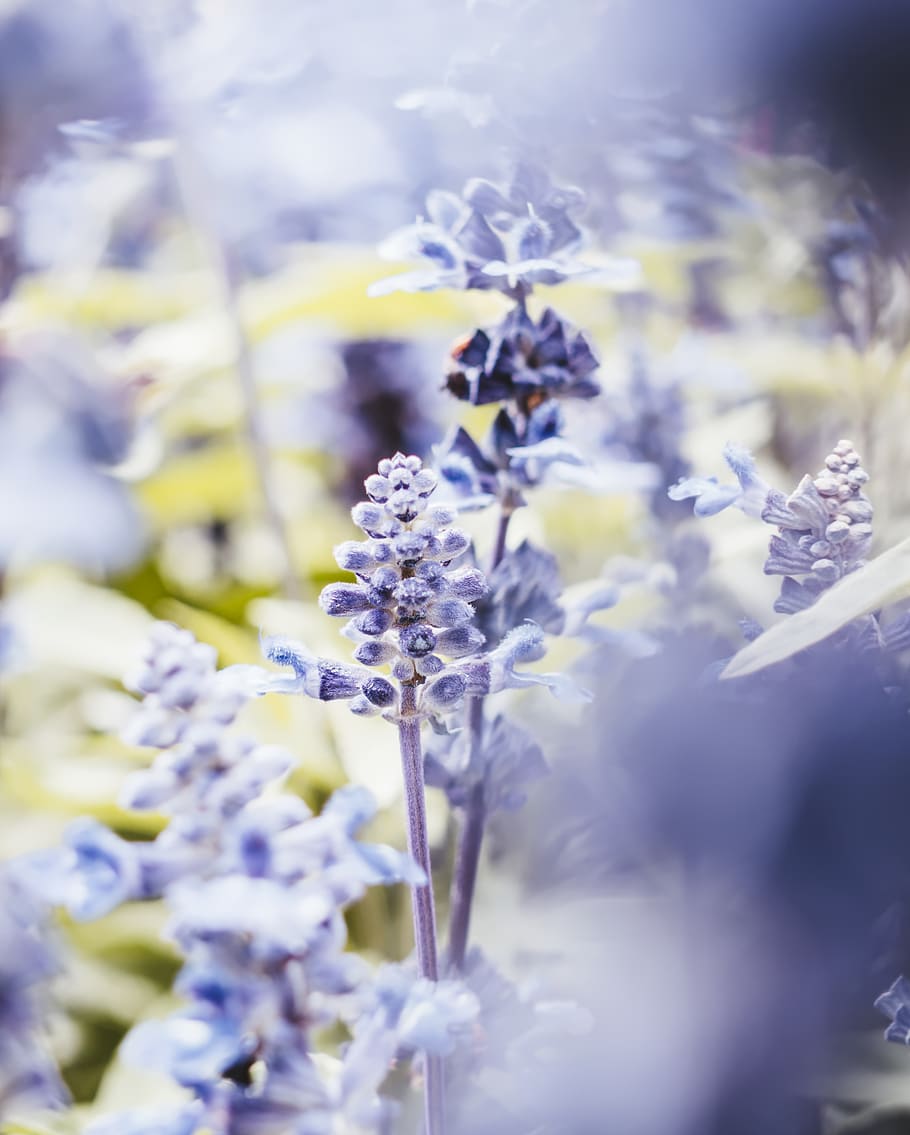 purple lavender flower, flowering plant, vulnerability, fragility HD wallpaper
