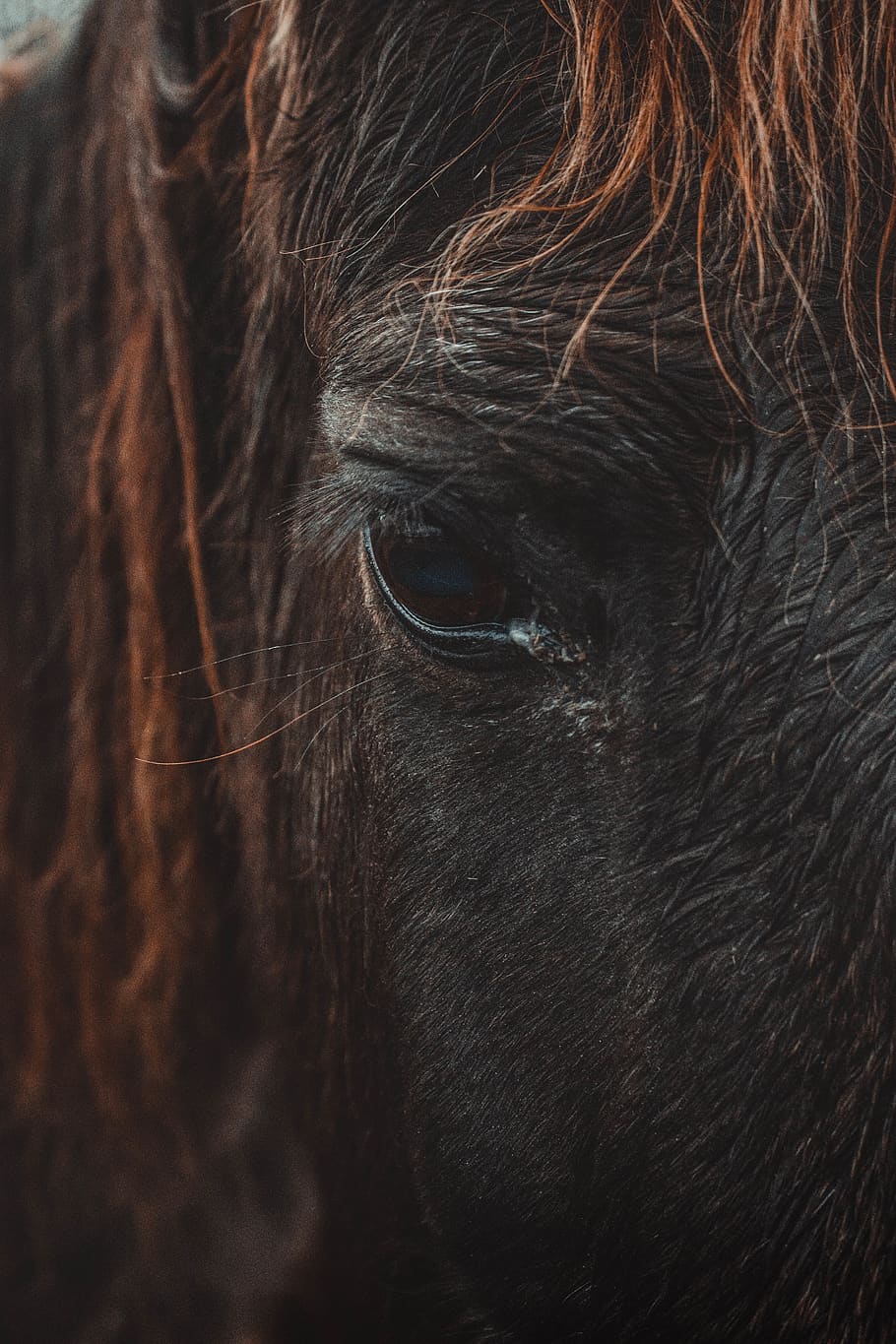 black horse, animal, mammal, nature, wildlife, hair, buffalo HD wallpaper