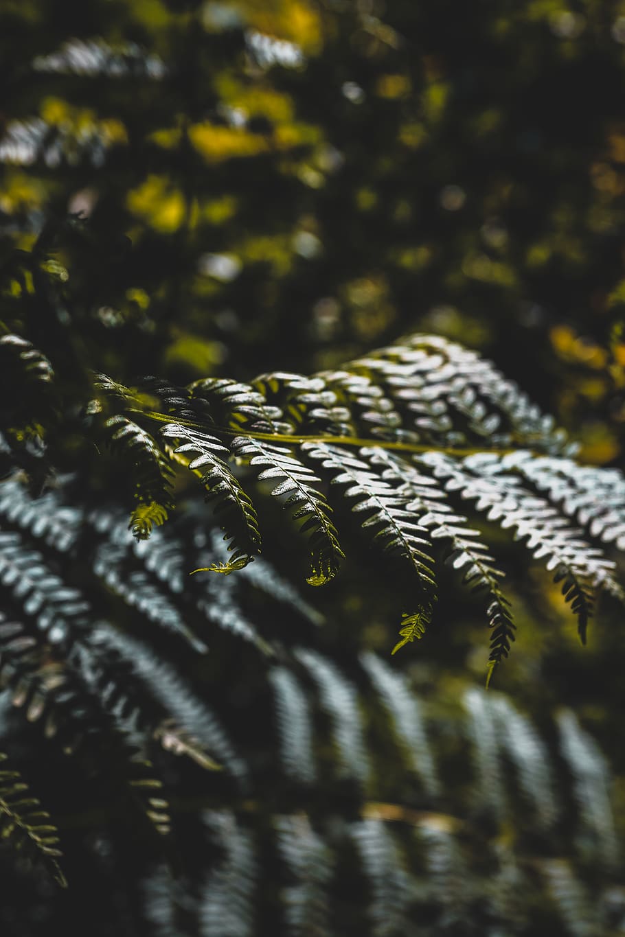 trees, green, leaves, forest, wood, close up, light, sunshine HD wallpaper