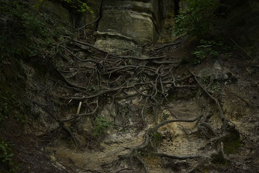 trees, nature, sand, dirt, roots, forest, plant, land, tree trunk HD wallpaper