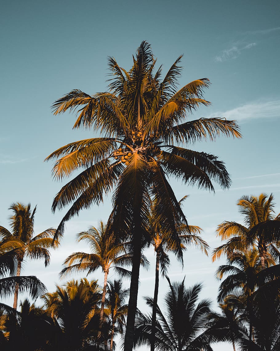 summer, palm tree, arecaceae, plant, tropical, light, flare HD wallpaper