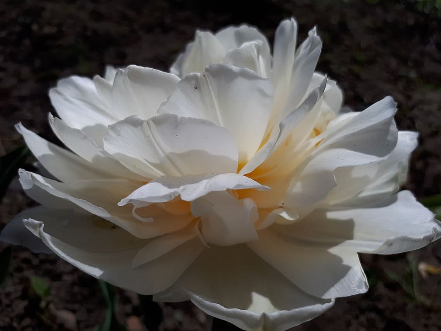 flowers, rose, white, sun, summer, flowering plant, petal, beauty in nature HD wallpaper