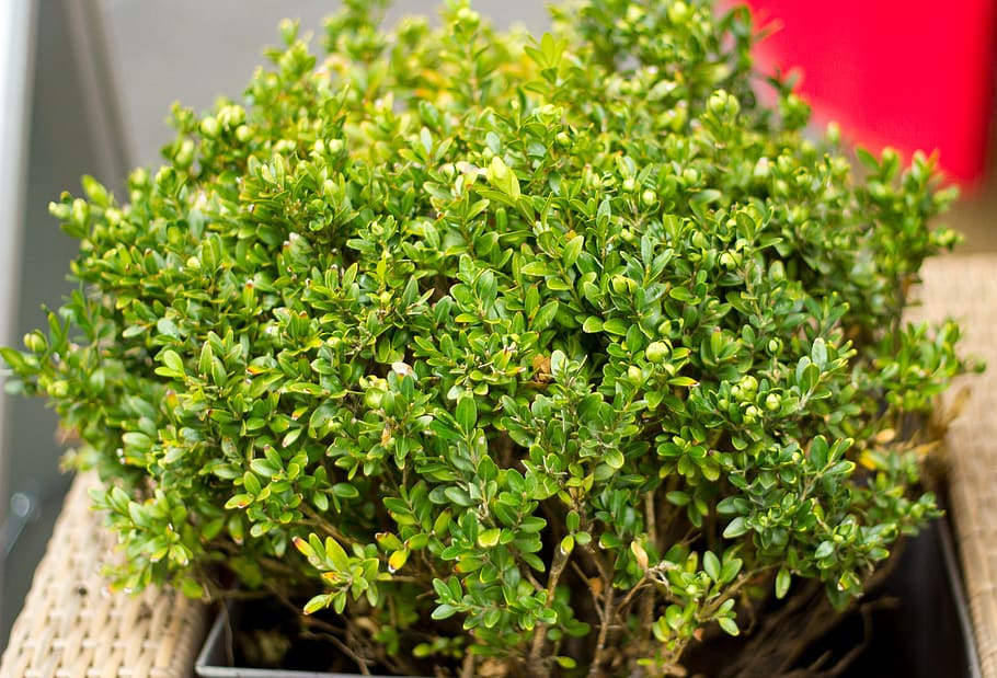 green, plant, leafes, food, food and drink, green color, herb HD wallpaper