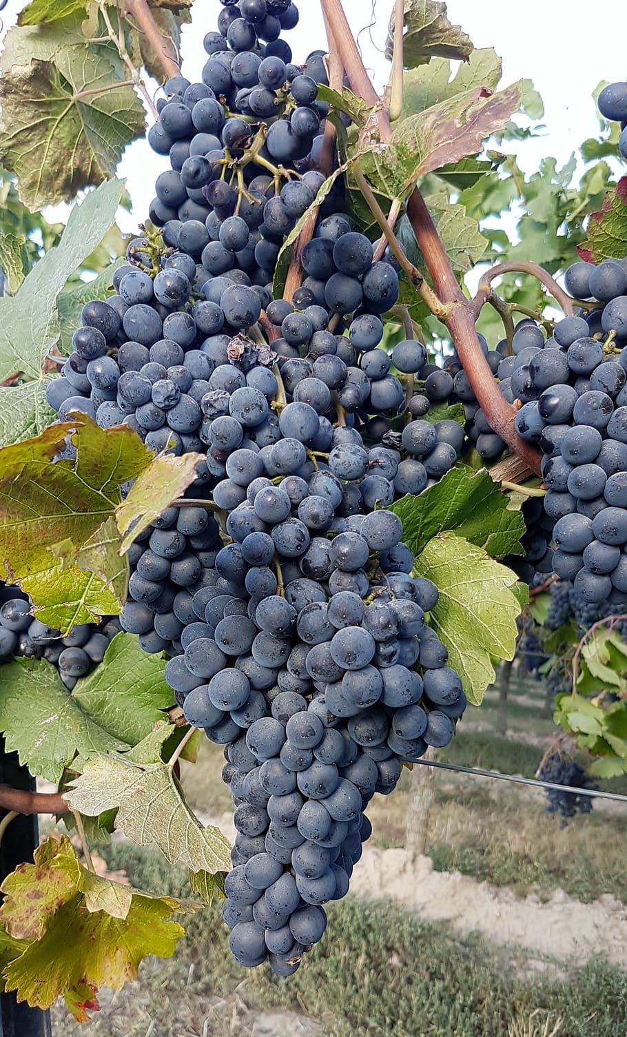 wine, vines, winegrowing, fruit, grapes, nature, sweet, fresh HD wallpaper