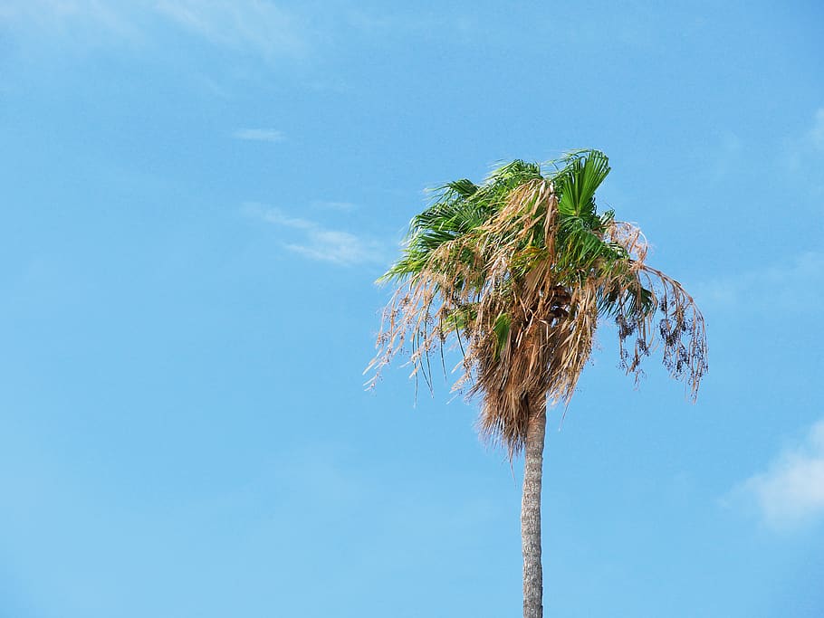 green coconut tree, sky, blue, plant, nature, no people, copy space HD wallpaper