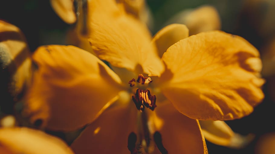 yellow, leaf, flower, macro, flowering plant, petal, freshness HD wallpaper