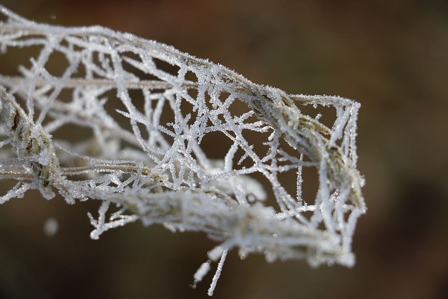 switzerland, spider, web, spider web, winter, ice, tree, close-up HD wallpaper