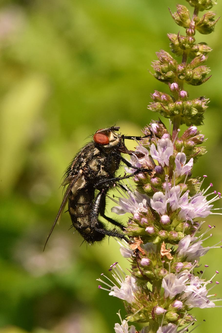 fly, insect, nature, flower, summer, fauna, animal themes, animals in the wild HD wallpaper