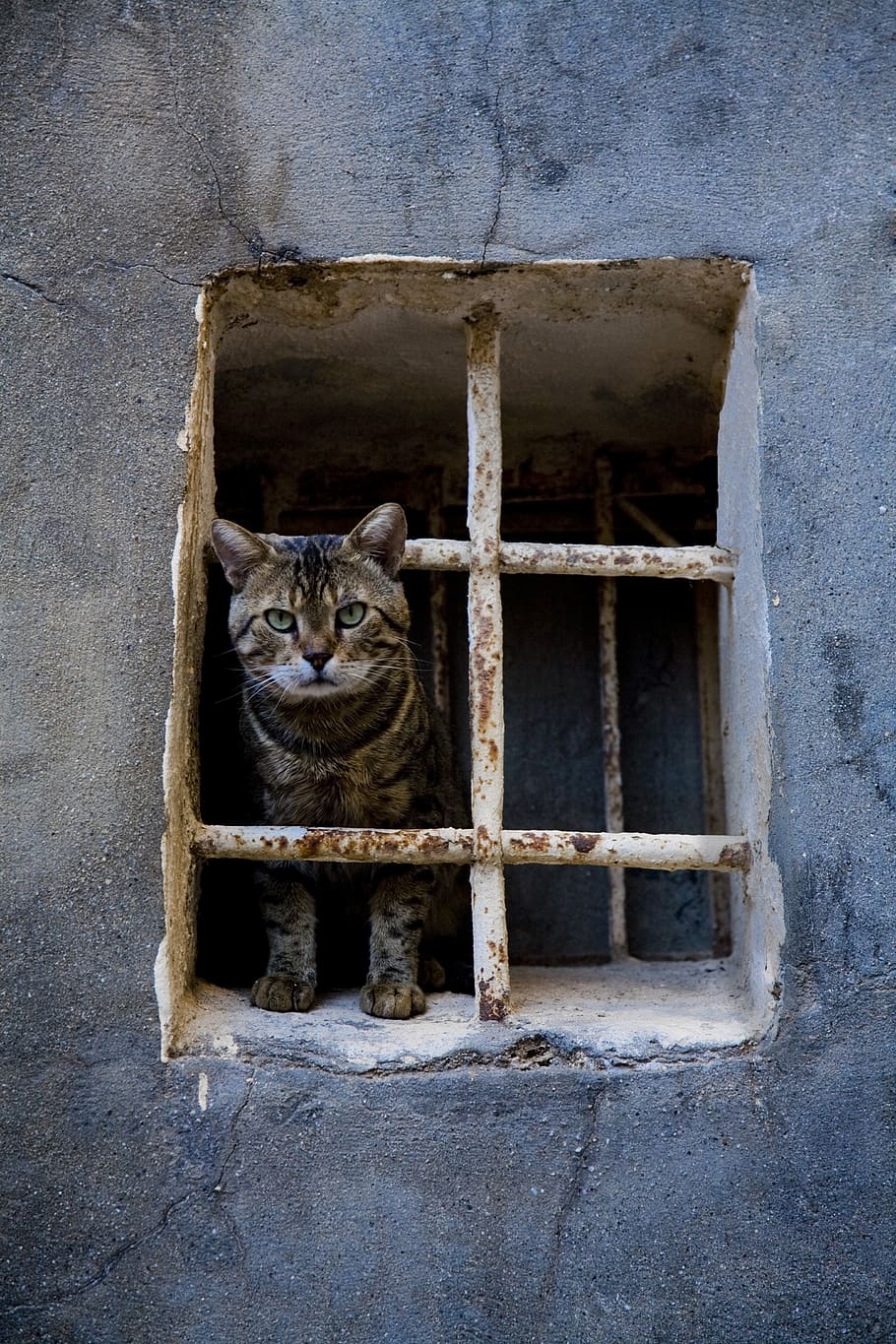 cat, animal, window, overview, innocent, alley cat, mammal
