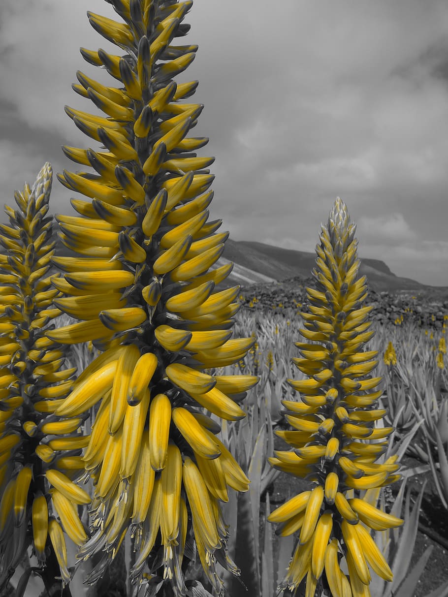 Yellow Banana Selective Color, blur, cactus, close-up, environment HD wallpaper