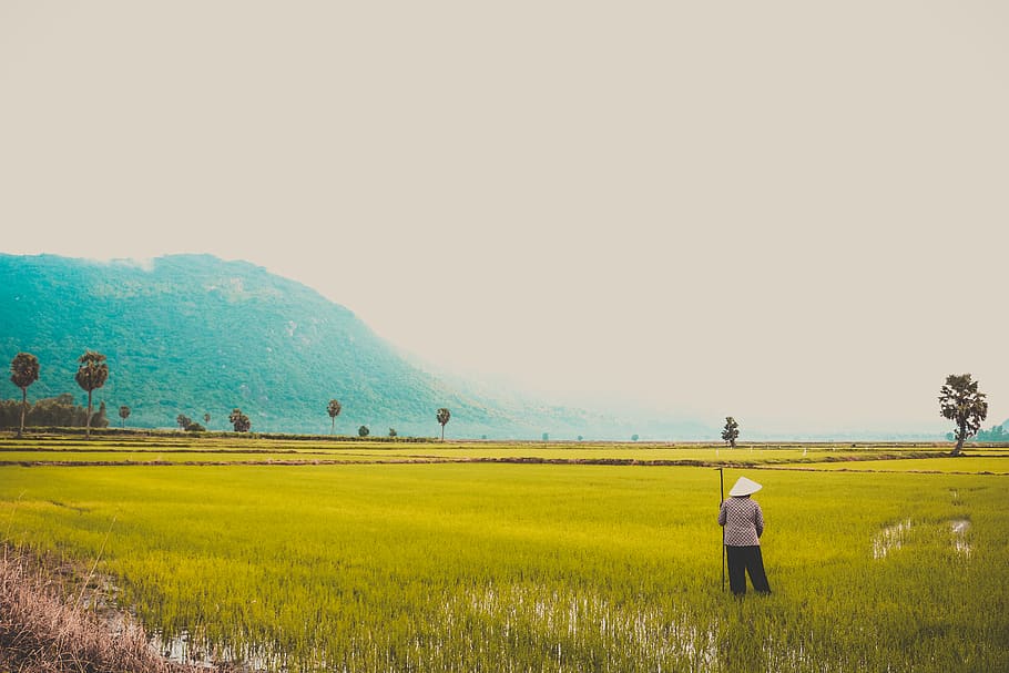 Man Standing on Green Grass Field Under White Sky, #vietnamese, HD wallpaper