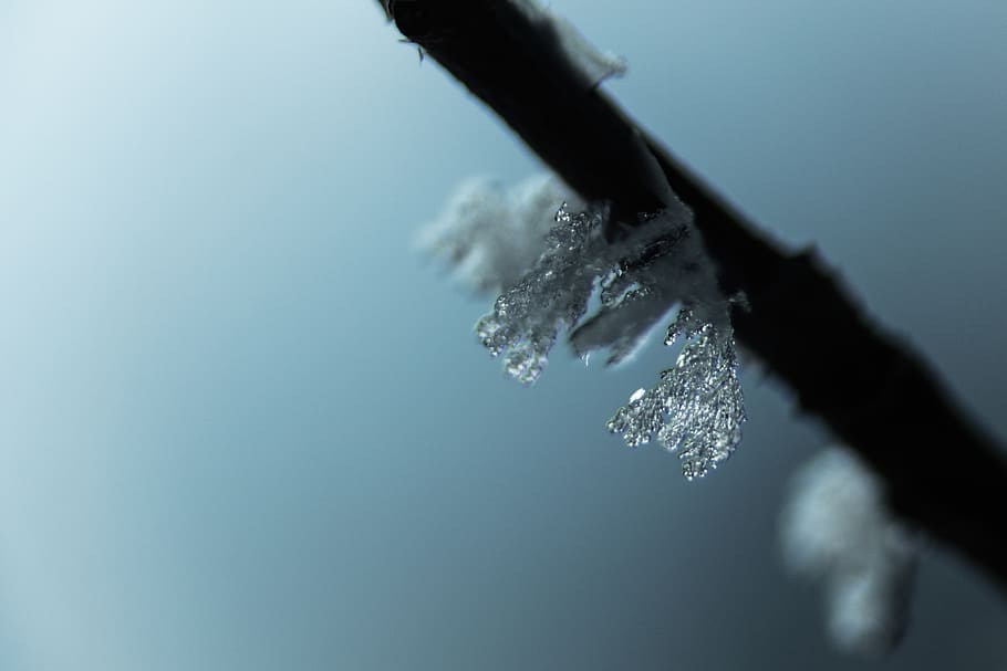 macro, ice, frozen, patrick hendry, cold temperature, winter HD wallpaper