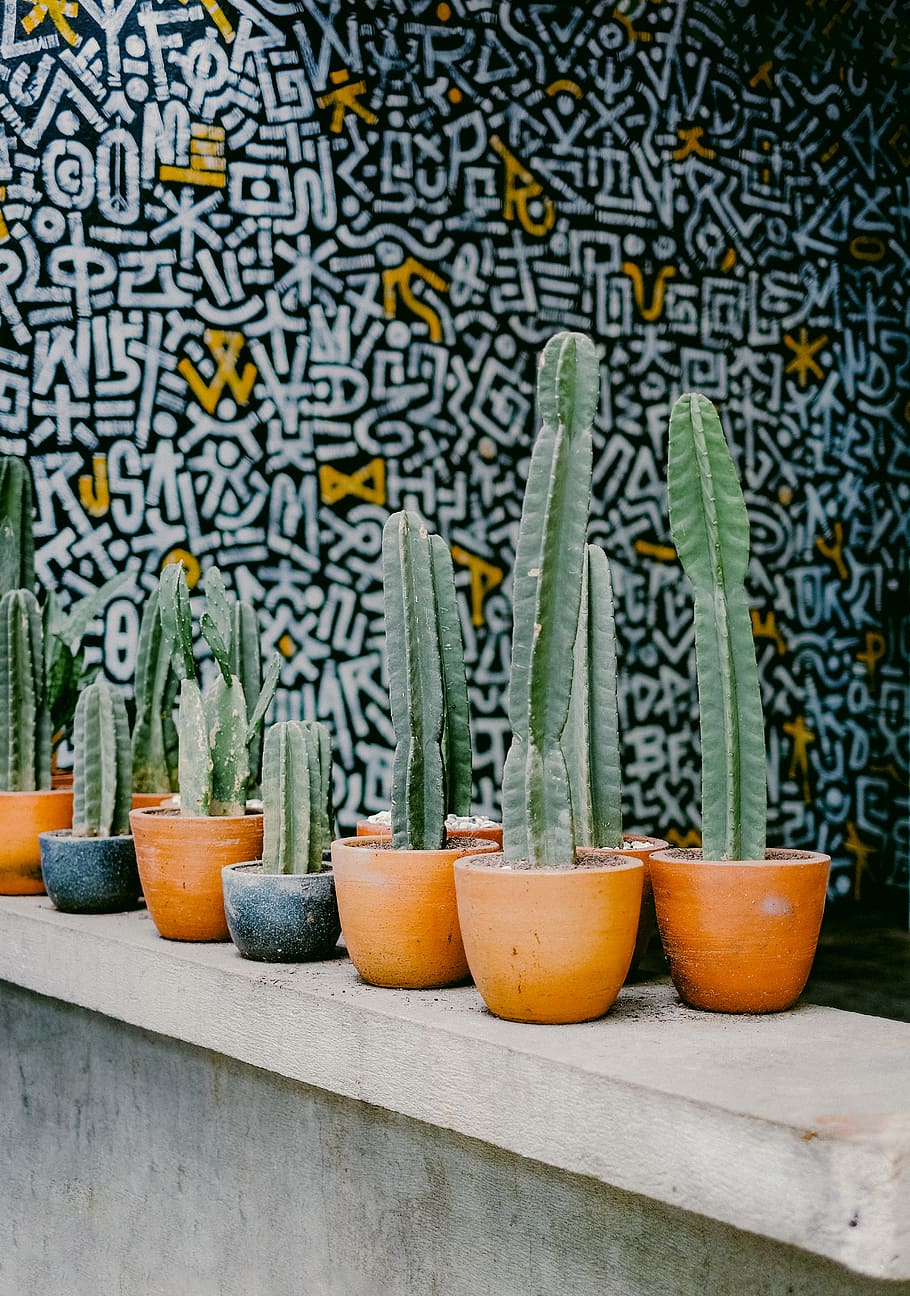 green cactus plants, no people, food and drink, potted plant HD wallpaper