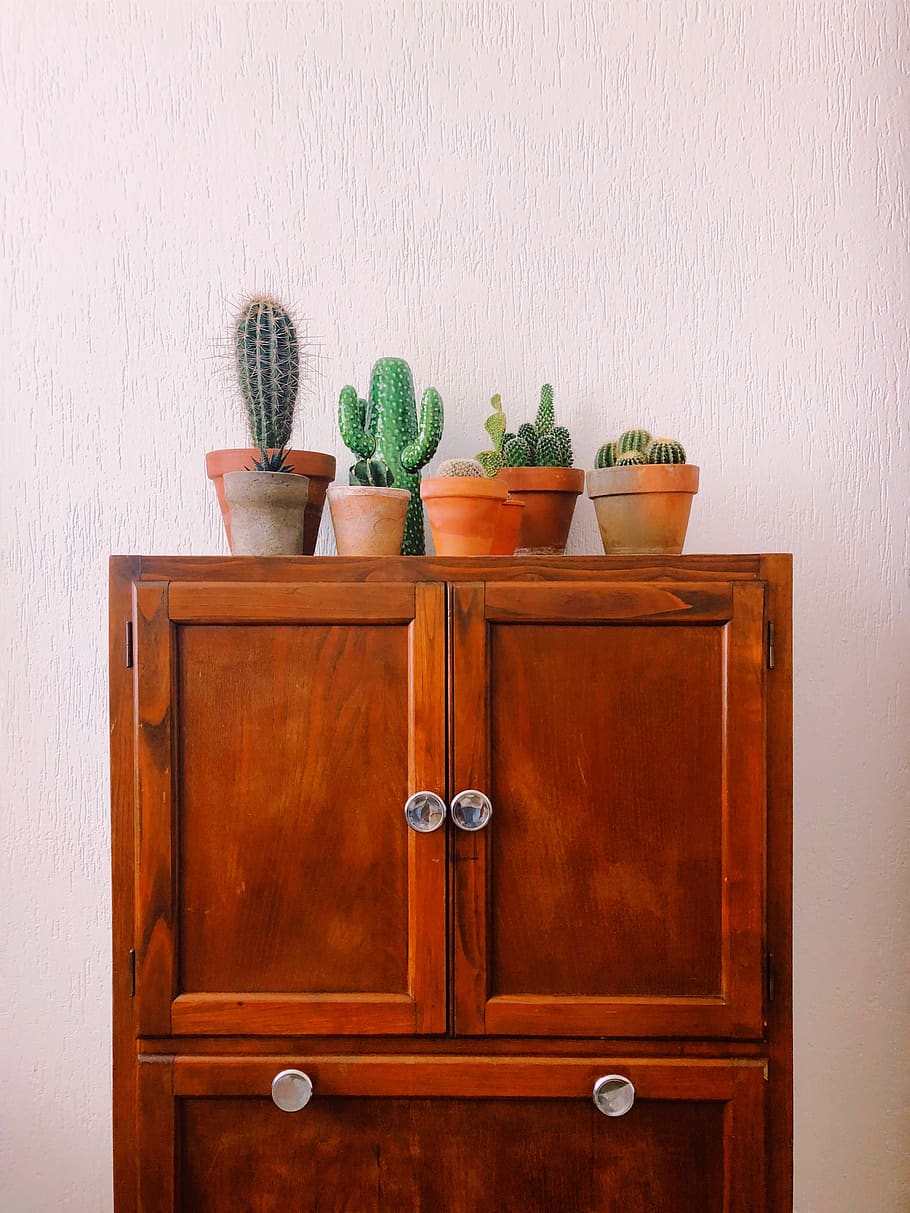 green cactus plant on brown wooden cabinet, furniture, milano, HD wallpaper