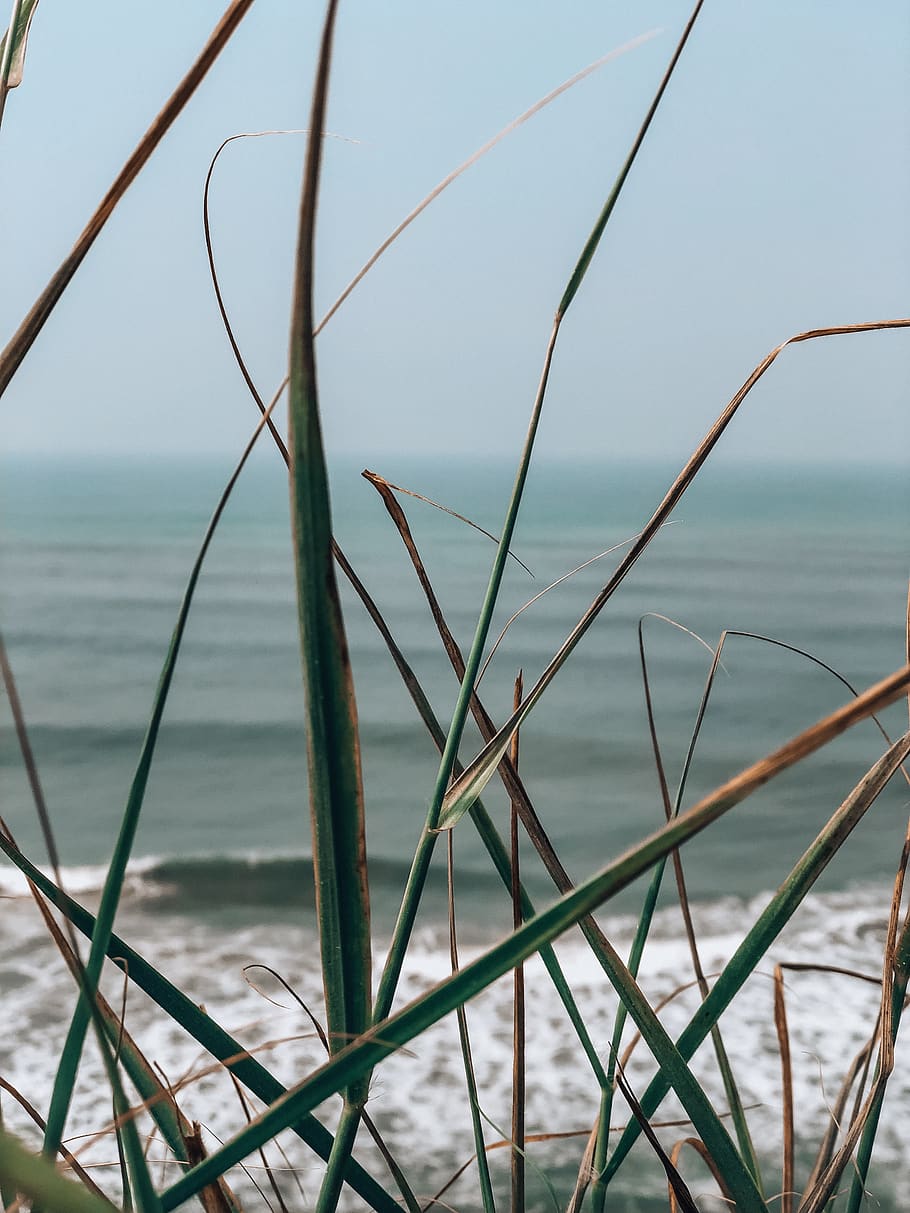 india, varkala beach, water, tranquility, beauty in nature HD wallpaper