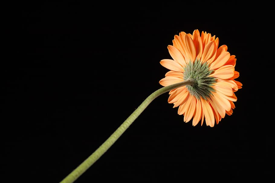beautiful, red, gerbera, stem, isolated, black, closeup, flower HD wallpaper