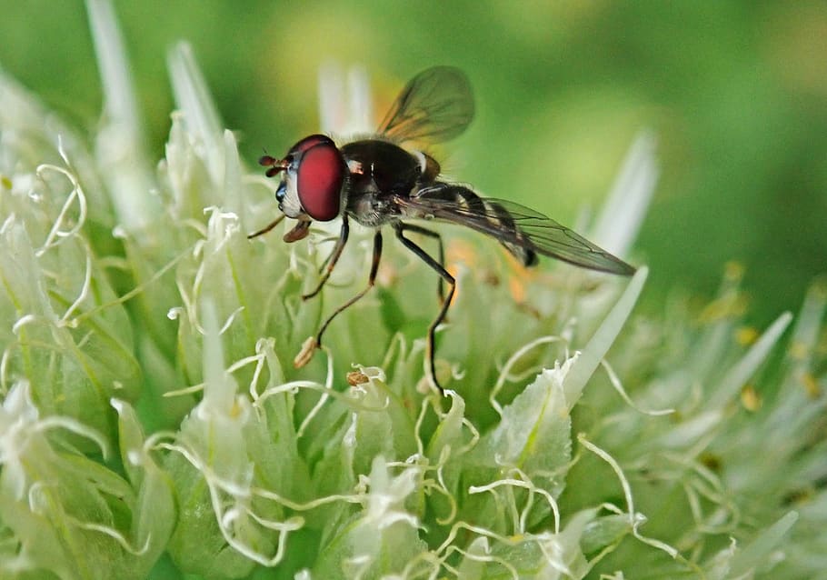 insect, hover fly, onion flower, garden, nature, animal themes HD wallpaper