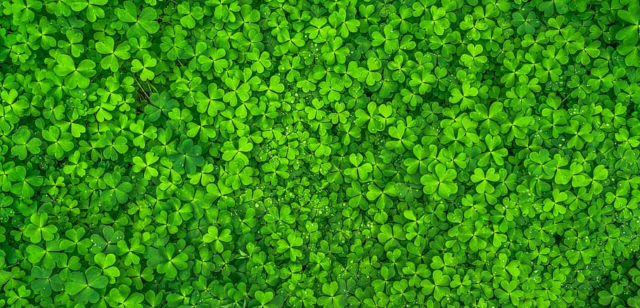 Top View Photo of Clover Leaves, clovers, green, growth, plants