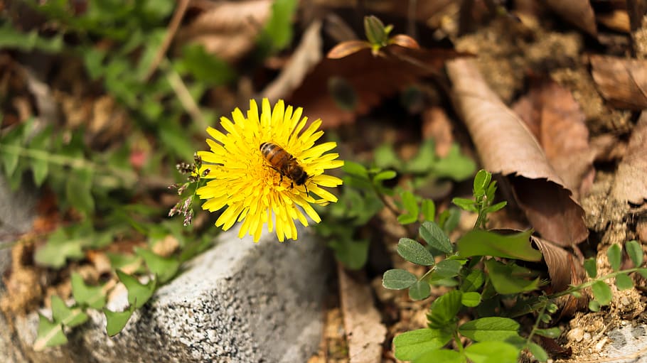 dandelion, flowers, bee, spring, yellow, flora, plant, flowering plant HD wallpaper