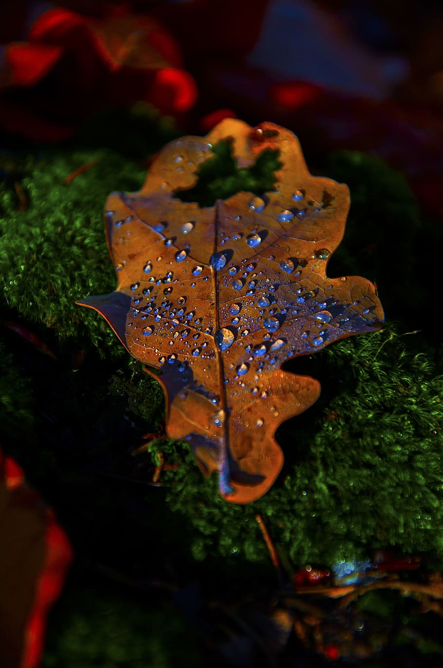 autumn, leaf, forest, rosa, plant, plant part, beauty in nature HD wallpaper