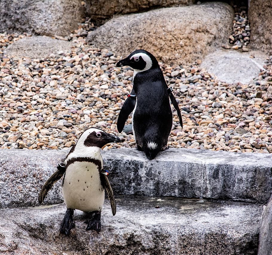 penguins, animals, birds, animal themes, animal wildlife, vertebrate HD wallpaper