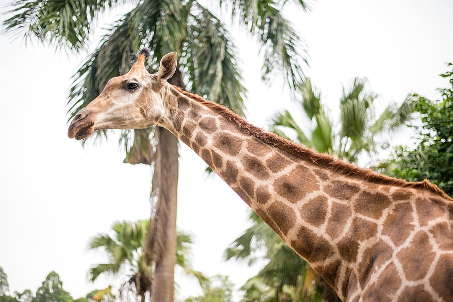 low angle photo of giraffe, mammal, wildlife, animal, plant, tree, HD wallpaper