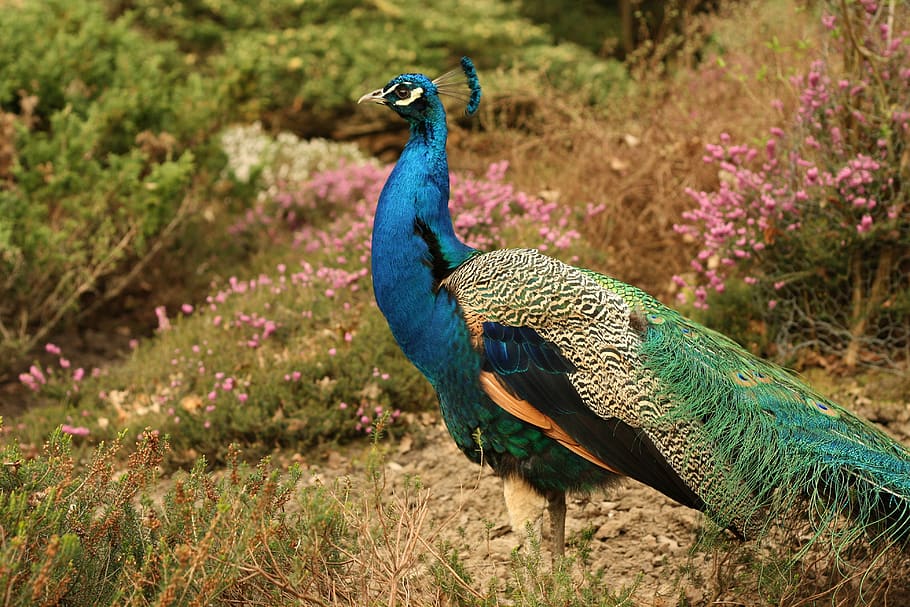 Blue Green and Orange Peacock Standing in the Ground during Daytime, HD wallpaper