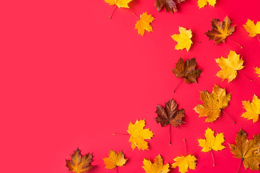 Autumn Leaves on Flat Red Background with Room for Text #2, fall, HD wallpaper