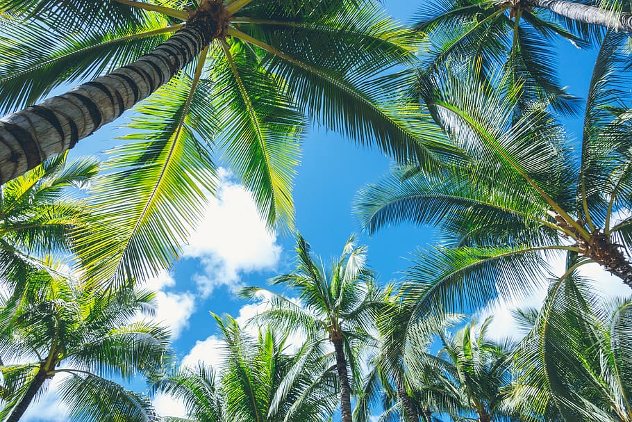 tree, palm tree, tropical climate, plant, low angle view, sky HD wallpaper