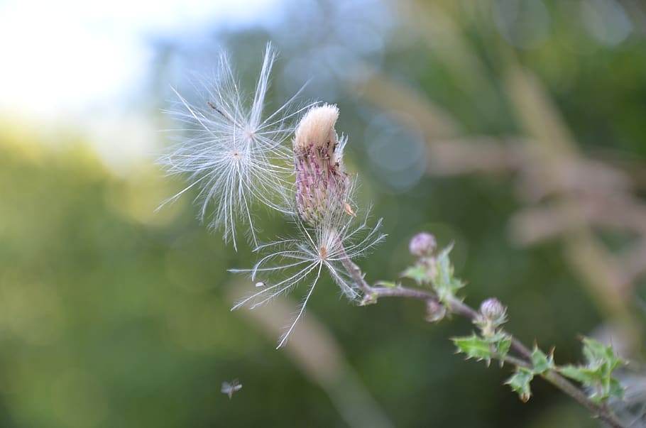 denmark, svendborg, thurø, green, nature, thistle, fragility HD wallpaper