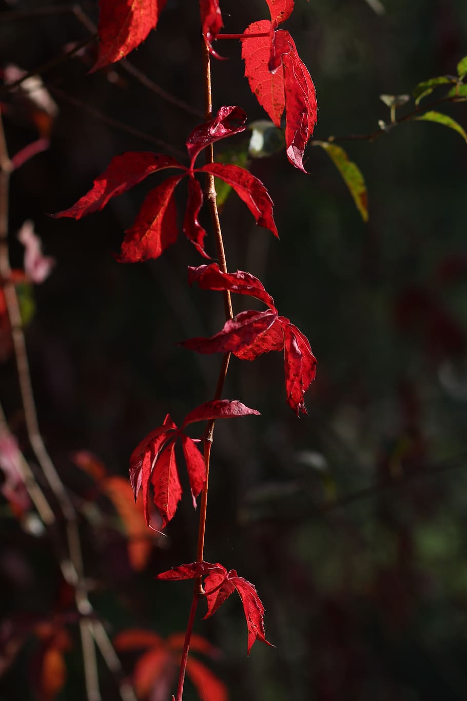leaf, red, autumn, plant, nature, botanical, beauty, plant part HD wallpaper