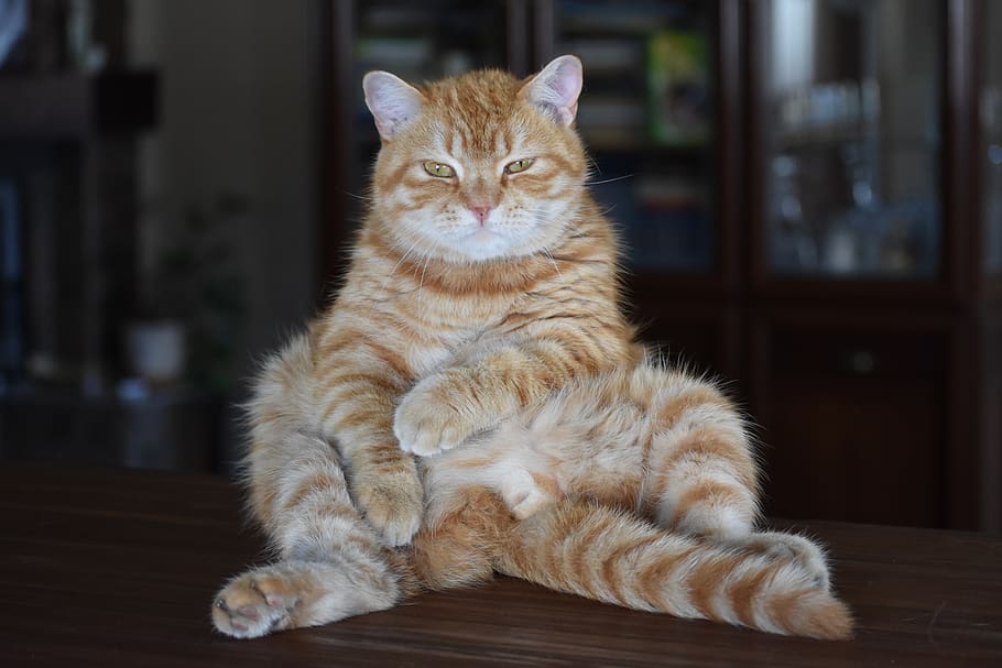 cat, redhead, striped, funny, posture, harsh, view, eyes, close HD wallpaper