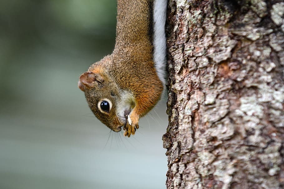 animals, squirrel, rodent, one animal, animal themes, animals in the wild HD wallpaper