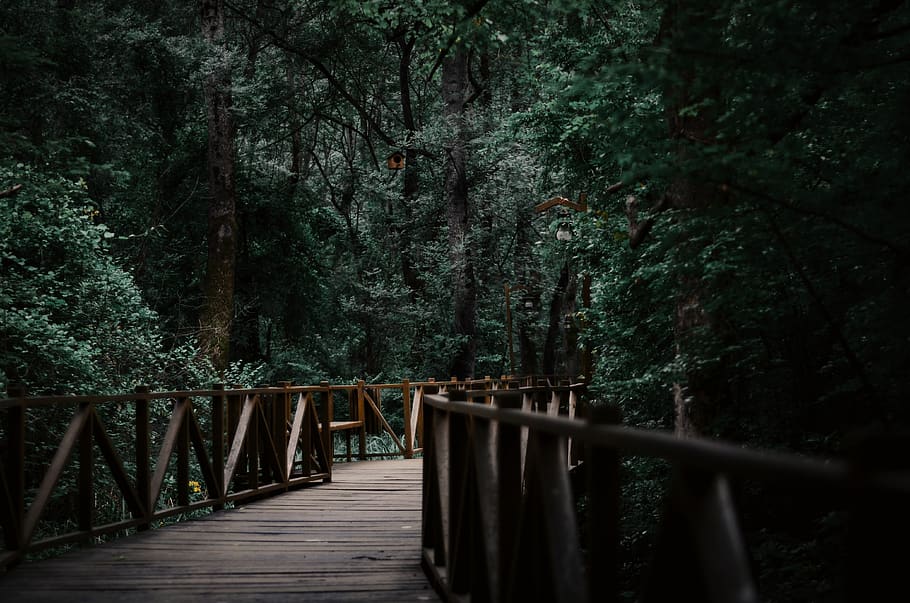 Wooden Bridge Between Trees, beautiful, daylight, environment HD wallpaper