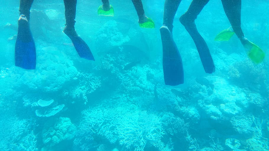 australia, sea, water, underwater, undersea, swimming, animal themes HD wallpaper