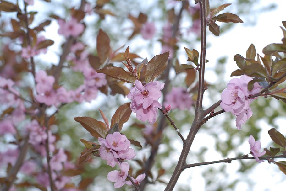 spring, flowers, pink, blossom, plant, botanical, flowering plant HD wallpaper